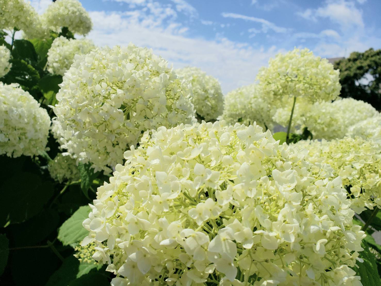 ショールームのアナベルが咲きそろいました！ 画像