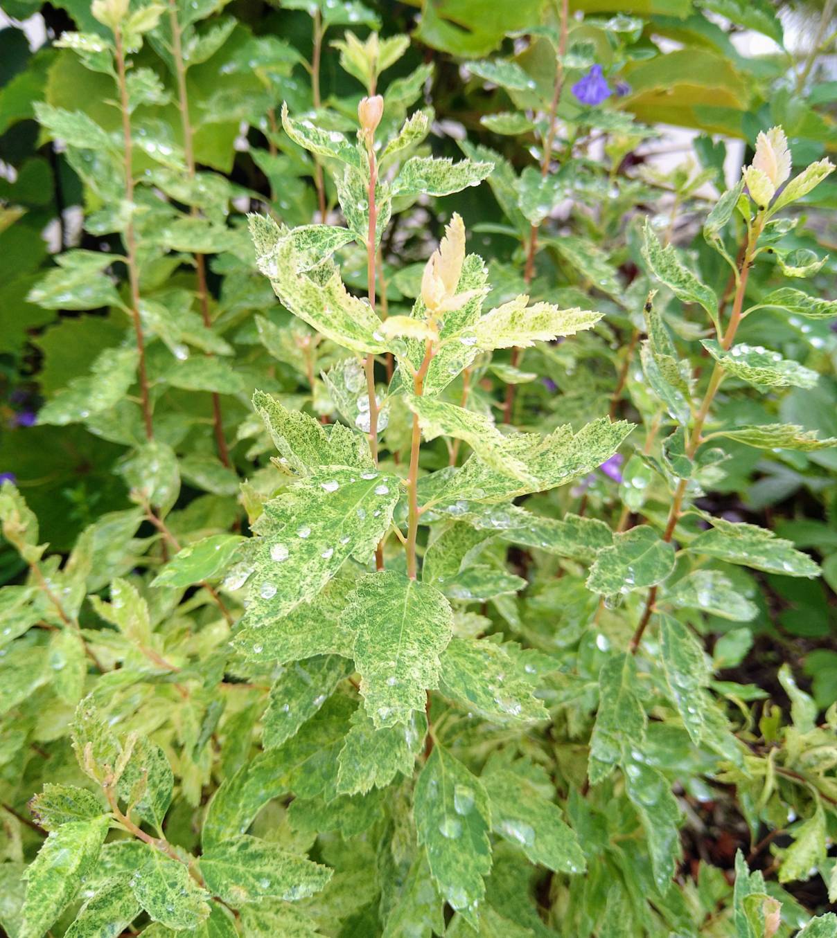 庭の花を飾っています 画像