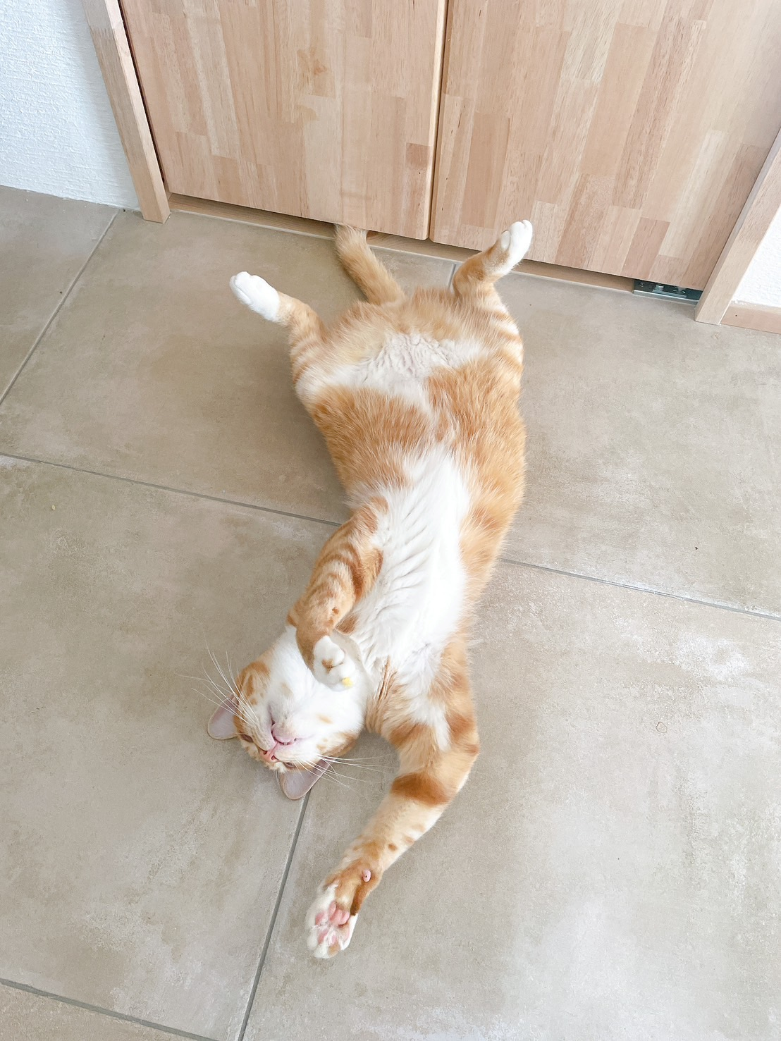 ペットにやさしいお家です 画像