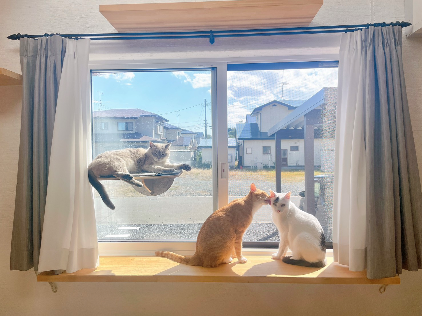 最新ねこショット、届きました！ 画像