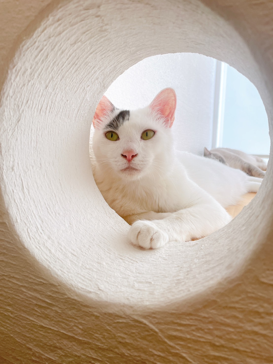 保護猫３匹と暮らす、猫ファーストの家 画像