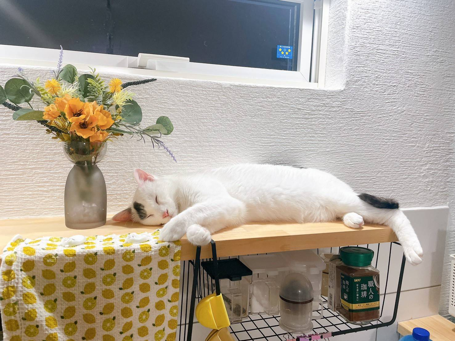 猫ファーストのお家で、人も心地よく暮らしています！ 画像