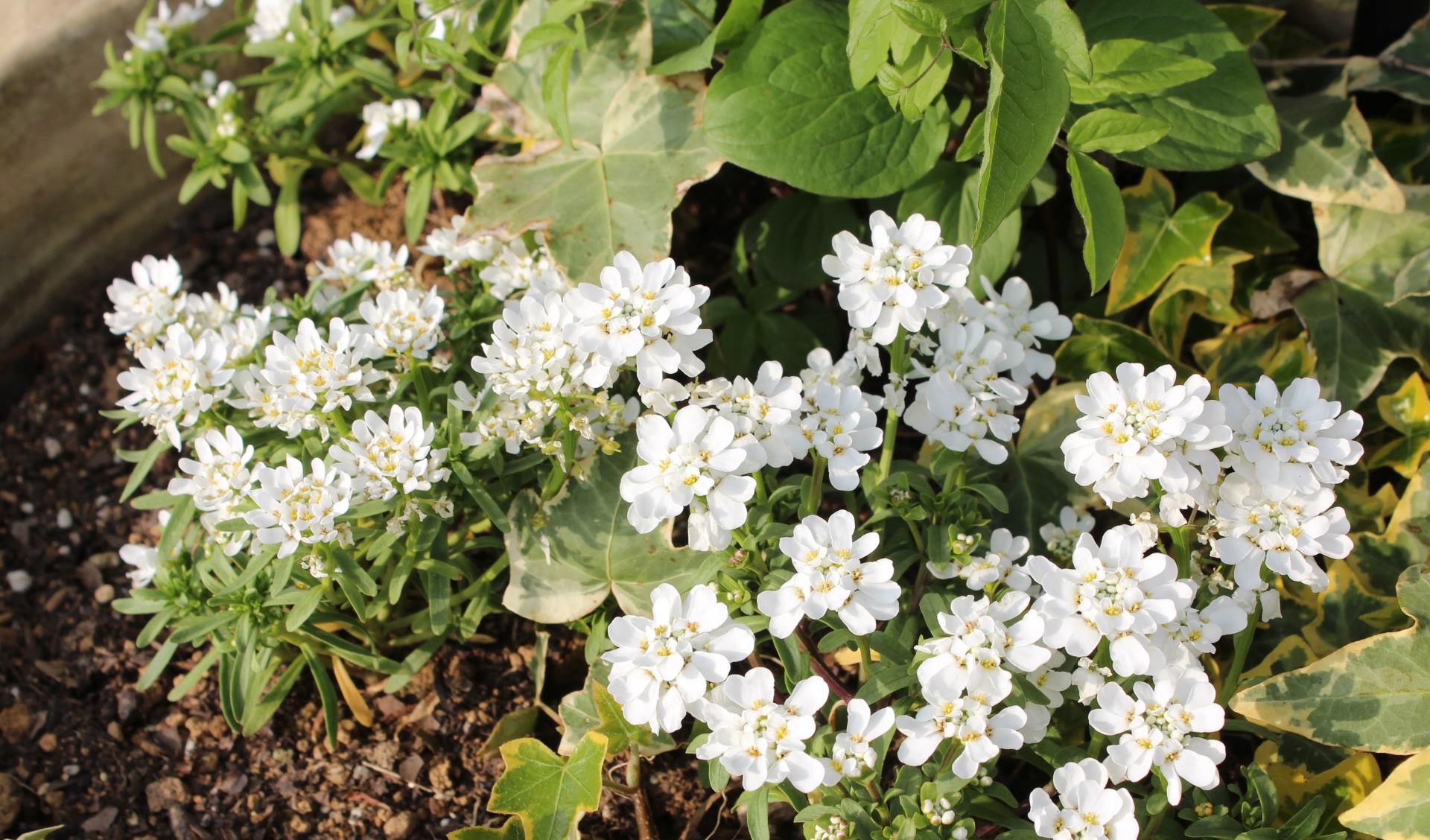 お引渡し♪ 画像