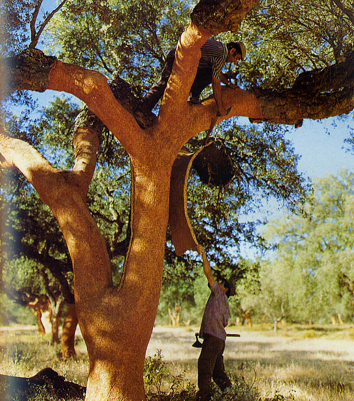 炭化コルクのこと 画像