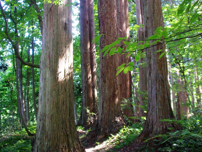 無垢材　天然木のこと 画像