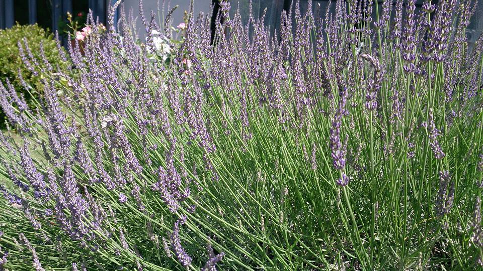 北上コンクオープンハウス再開します♬ 画像