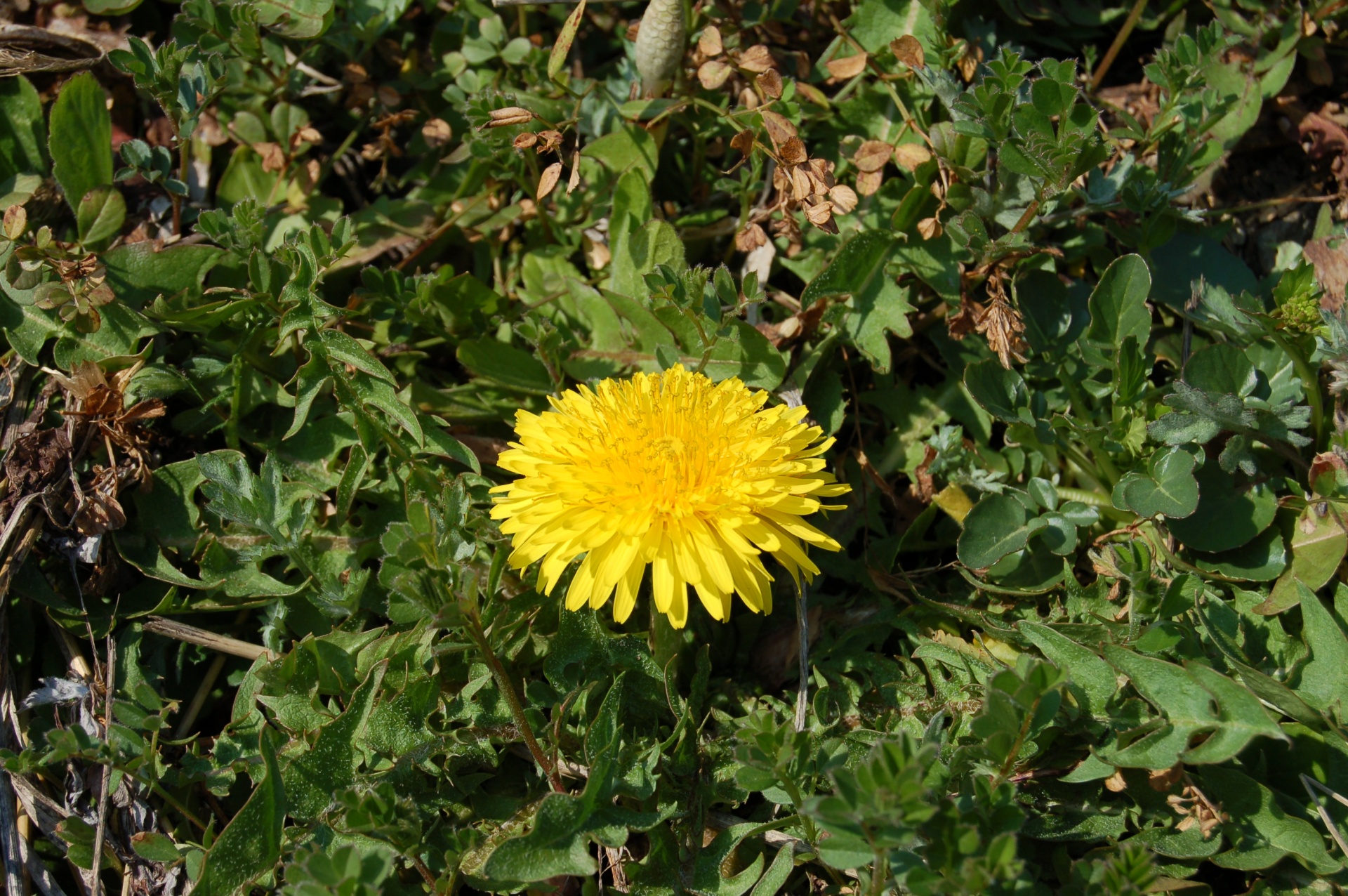 北上コンクオープンハウスからのお知らせ 画像