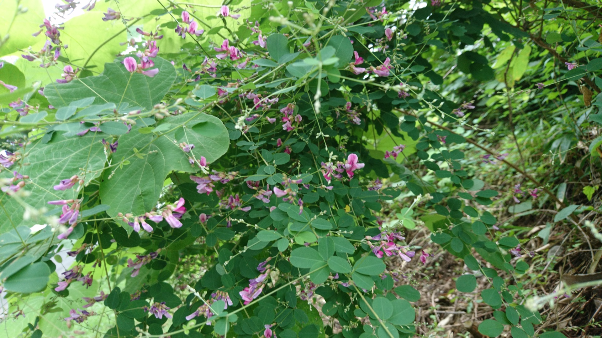 北上コンクオープンハウスイベントご案内 画像