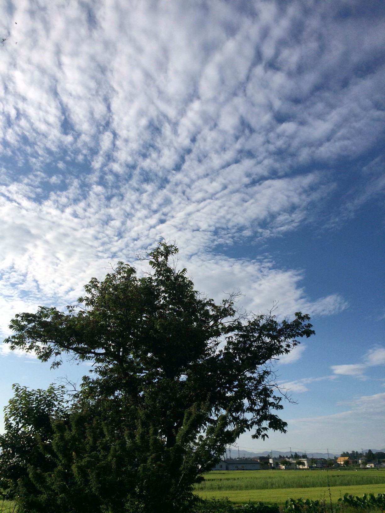 青い空が広がってくれました！ 画像