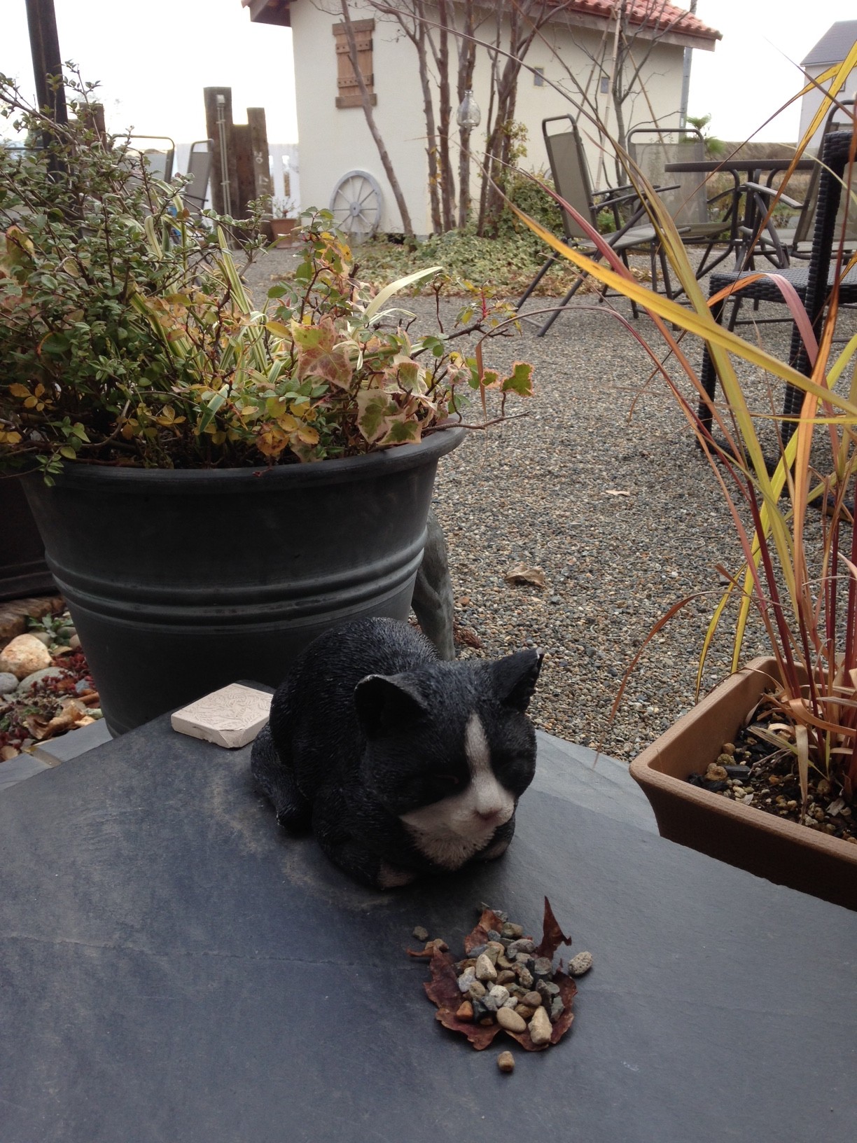 猫にごはんをあげてくれてありがとう！ 画像