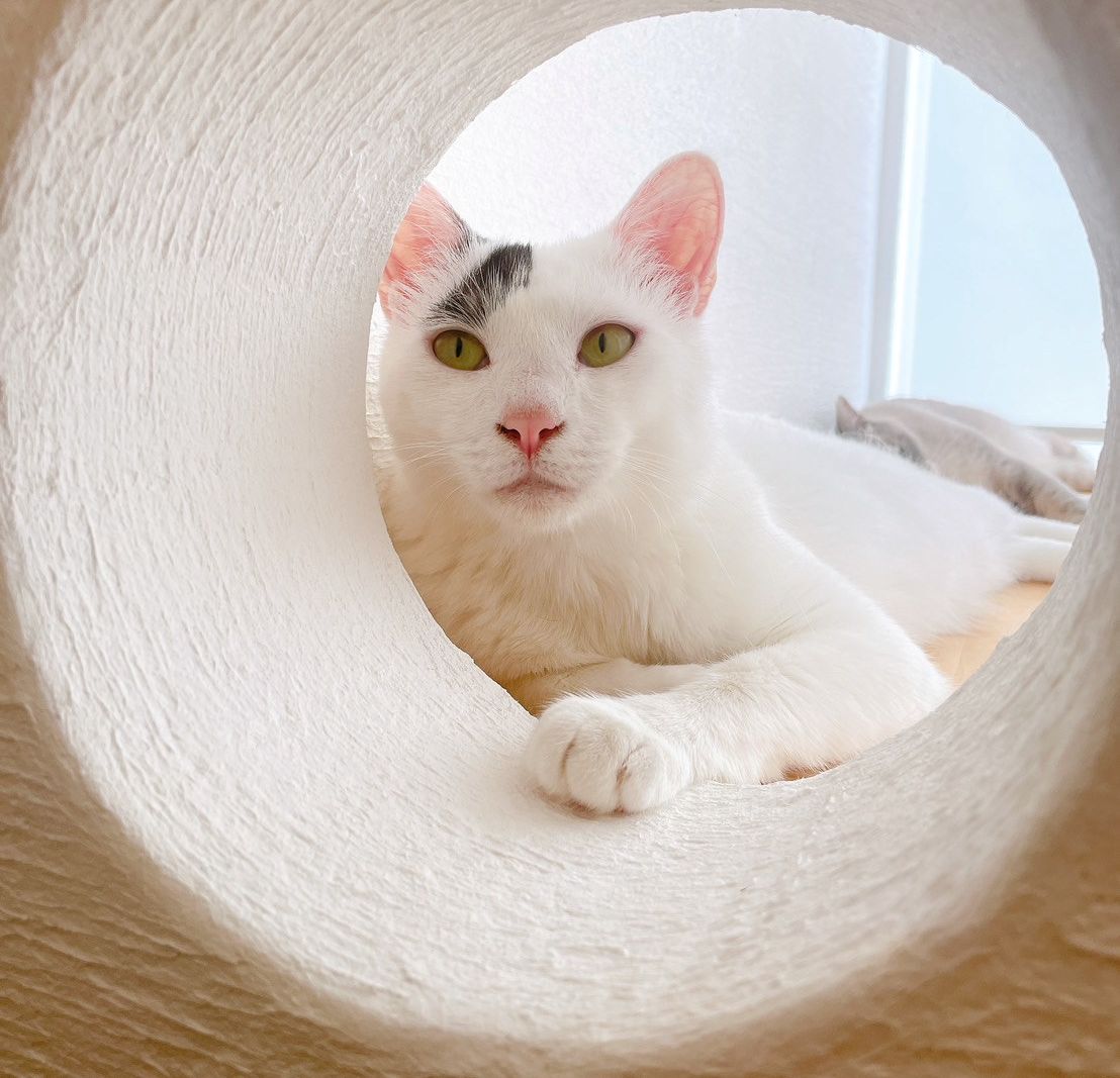 保護猫３匹と暮らす、猫ファーストの家