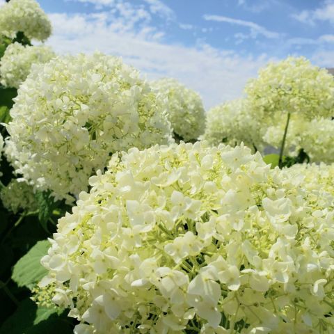 ショールームのアナベルが咲きそろいました！ アイキャッチ画像