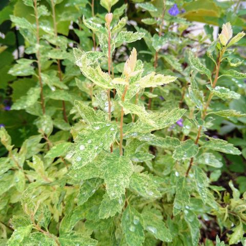 庭の花を飾っています アイキャッチ画像