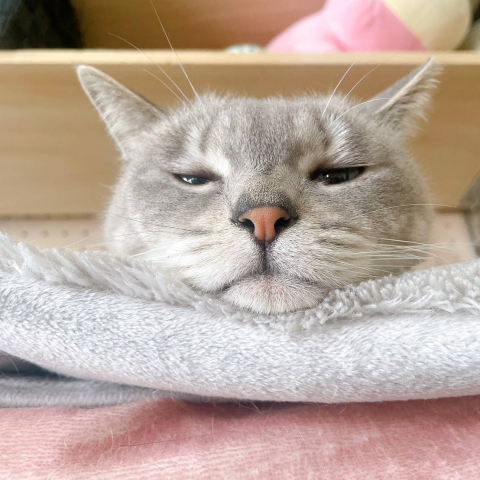 猫動線の家にお邪魔してきました！ アイキャッチ画像