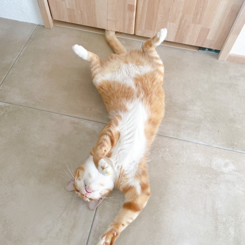 ペットにやさしいお家です アイキャッチ画像