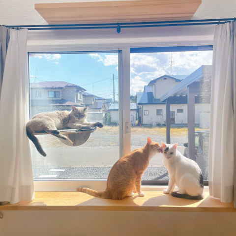 最新ねこショット、届きました！ アイキャッチ画像