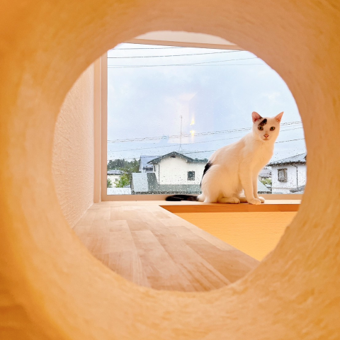 ペットにやさしいお家です② アイキャッチ画像