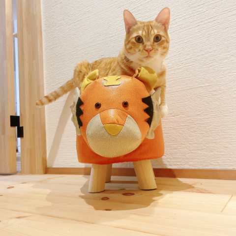 ペットにやさしいお家です③ アイキャッチ画像