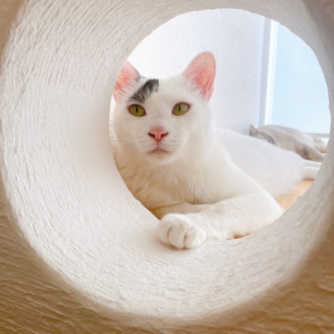 保護猫３匹と暮らす、猫ファーストの家 アイキャッチ画像