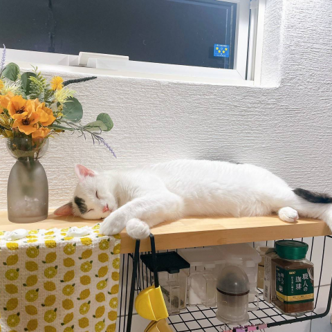 猫ファーストのお家で、人も心地よく暮らしています！ アイキャッチ画像