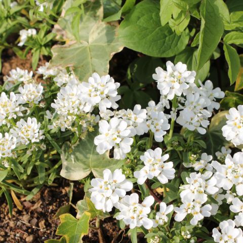 お引渡し♪ アイキャッチ画像