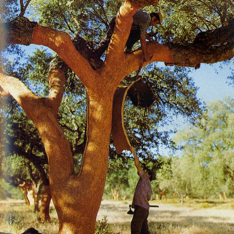 炭化コルクのこと アイキャッチ画像