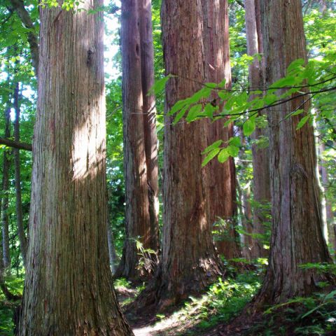無垢材　天然木のこと アイキャッチ画像