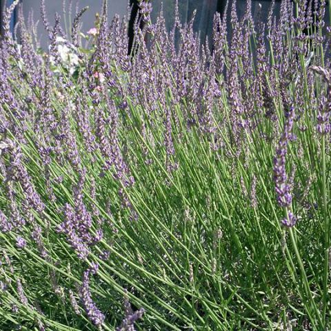 北上コンクオープンハウス再開します♬ アイキャッチ画像