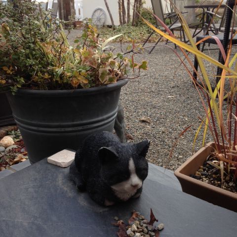 猫にごはんをあげてくれてありがとう！ アイキャッチ画像